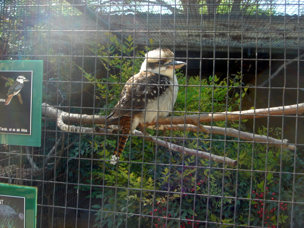 2006/04(Apr)/04(Zoo-Chance-Dax)/1024x768_2006-04-08 15-19-20.JPG